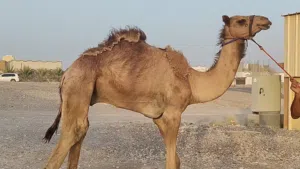 البيع حشوان لحم
