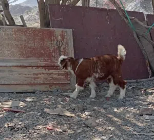مواليد  للبيع