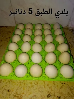 بيض بلدي للأكل وليس للتحظين