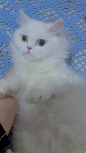 قطط لتبني لتبني