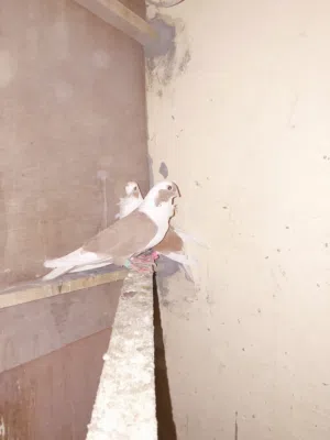 سلام عليكم طيور لبيع