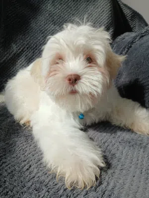 2 months old Havanese puppy