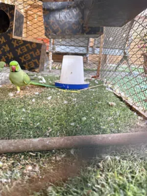 مجموعة طيور مع القفص و البياضات