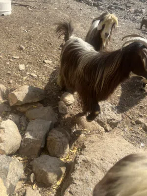 جدي عماني للبيع