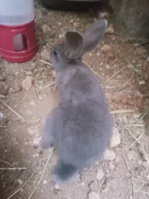 أرنب بلدي للبيع او للبدل