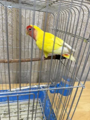 عصفور روز للبيع