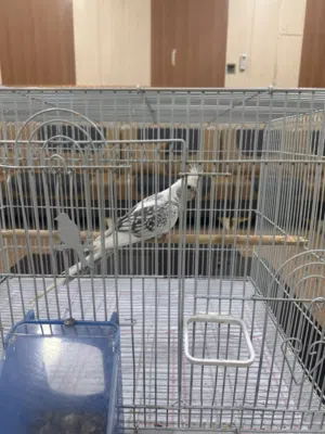 متاح نثية كوكتيل انكليزي ايزابيل