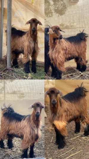 تيس للبيع عمره 7 شهور