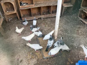Pigeon various kinds