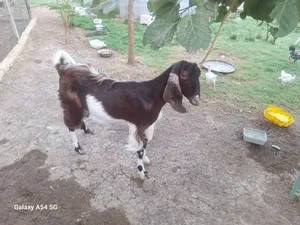 ‏غنم‏1