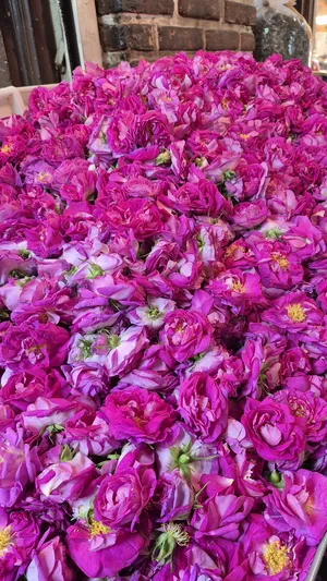 ‏خضار وفواكه‏3