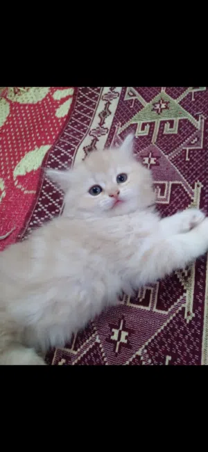 قطط شيرازية
