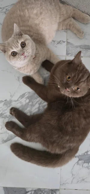 British Shorthair