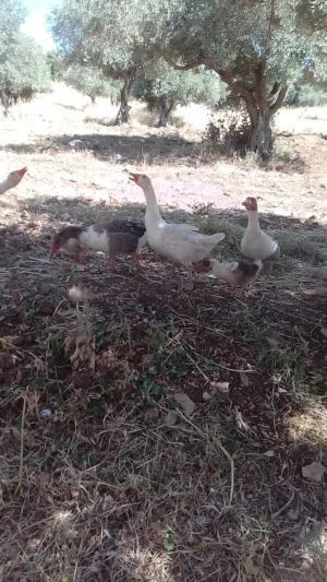 وز فرنسي جامبو