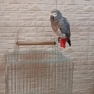 ببغاء كاسكو الافريقي