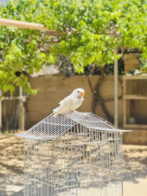 بركديلو مروض