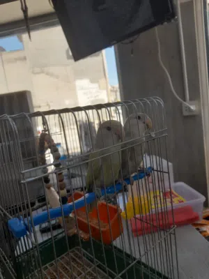 جوز عصافير روز للبيع