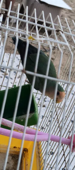 ربي يبارك للبيع عمرها اربع شهور السعر 120 دينار انثي روز