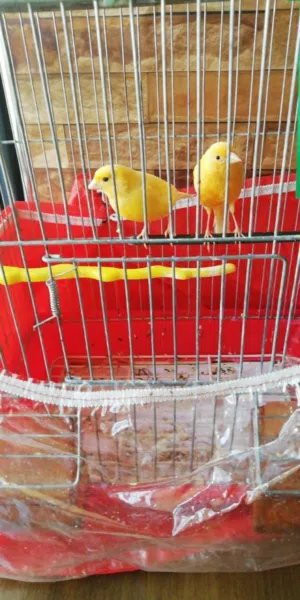 زوج منتج كناري مغرد بطلاقه مع قفص خمس معالف الجزري طيره والاصفر كناري فحل مع قفص اربع معالف بسعر طري