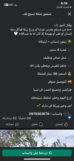 شتلات زيتون ارباكينا الاسباني