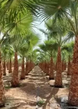 نخل زينه وشنطني
