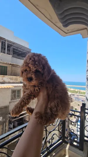 Toy Poodle