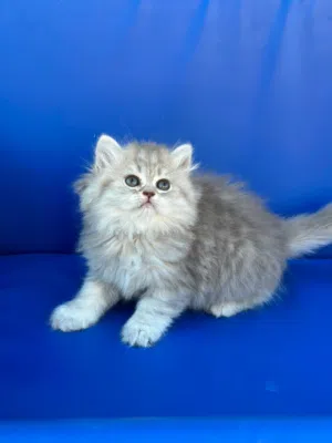 قطه شينشيلا لون سكني