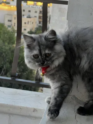هملايا انثى 3 شهور