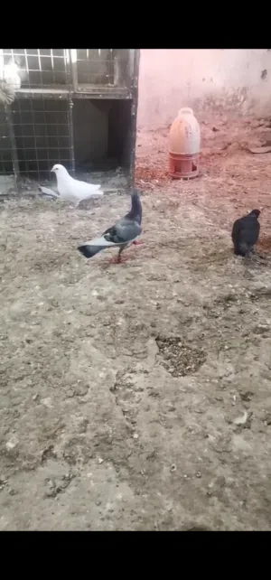موجد مسود مكابي ازرق طير حمام بارجه جوز نوريات سود الطيره حلبيه بهزه فحل مكاوي اسود مع فرخه