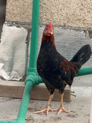 دجاج للبيع تك  بي مجال