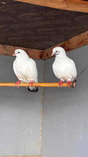 حمام المدينه