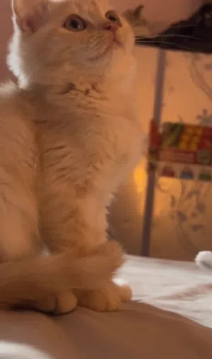 قط شيرازي مكس هملايا