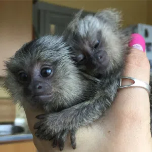 Hand Raised Marmoset Monkey for Sale