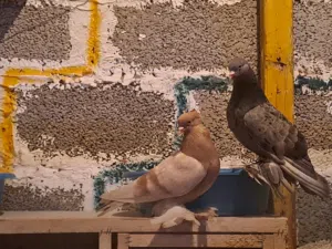 متوفر كوبيه حمام درجه اولى