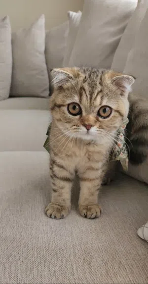 Pure Scottish Fold, British Female Kitten 6 months