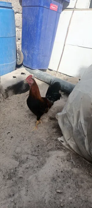 ديج كويتي شمسي