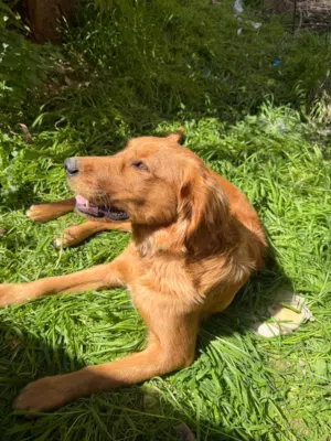 كلب قولدن للبيع معا 10 أكياس اكل عمره 6 شهور