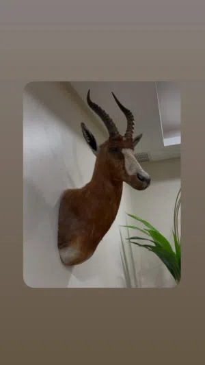 راس غزال الثيتل الأغر محنط ( ظبي المؤزر )