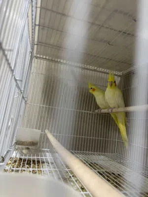 للبيع كوكتيل لاتينو