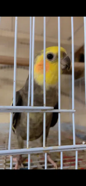 Talking pair with there 3 eggs and cage