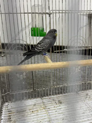 طيور حب بلاك فيس مال بيت للبيع