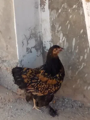 دجاجة براهما لتحق لمتحقش