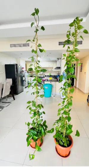 3 Money Plant(1st-12 Feet, 2nd-12 Feet & 3rd-small)–Healthy, Well-Grown + Pot & Support