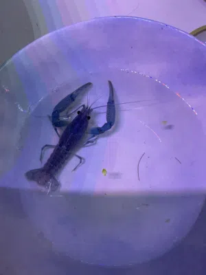 سمك و كري فيش/لوبستر ونباتات مائية Fish, crayfish/lobster, and aquatic plants