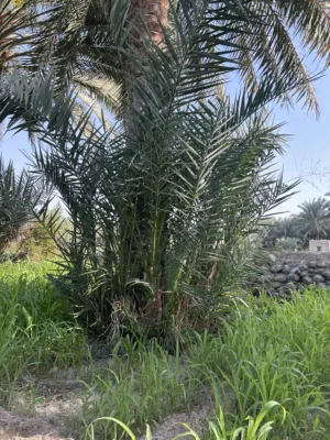 صرم نغال هلالي