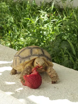 سلحفاه سولكاتا Sulcata Turtle