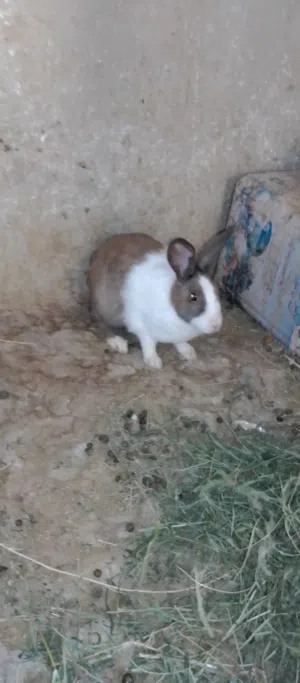 4 اناثي شغالات 100% مع ذكر شغال فرنسي 100%.