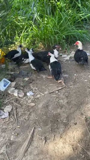 بط للبيع شوف الوصف