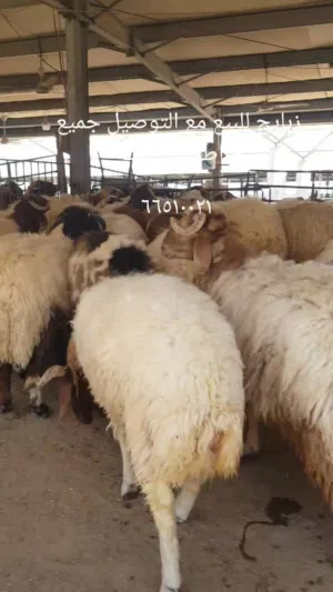 قصاب متنقل تحت الطلب لجميع مناطق الكويت
