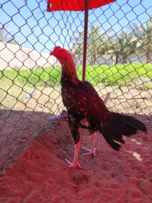 ديك جاوا للبيع الصور تواصل خاص